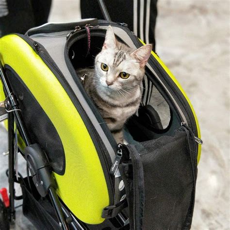 best cat backpacks